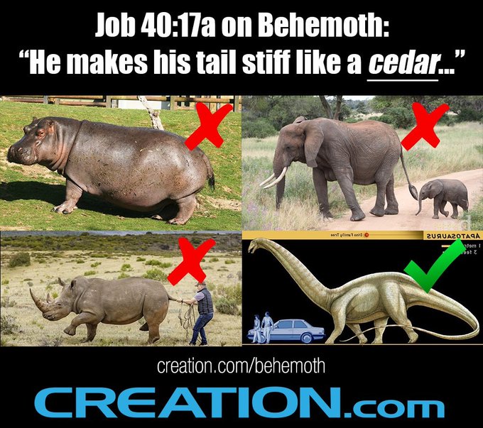 Behemoth in the Bible must have been a dinosaur.